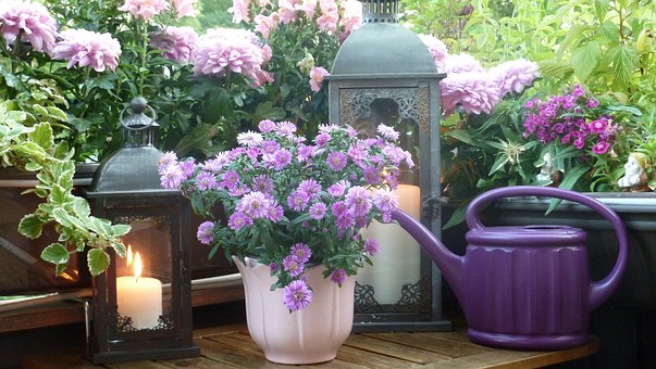 Les chrysanthèmes